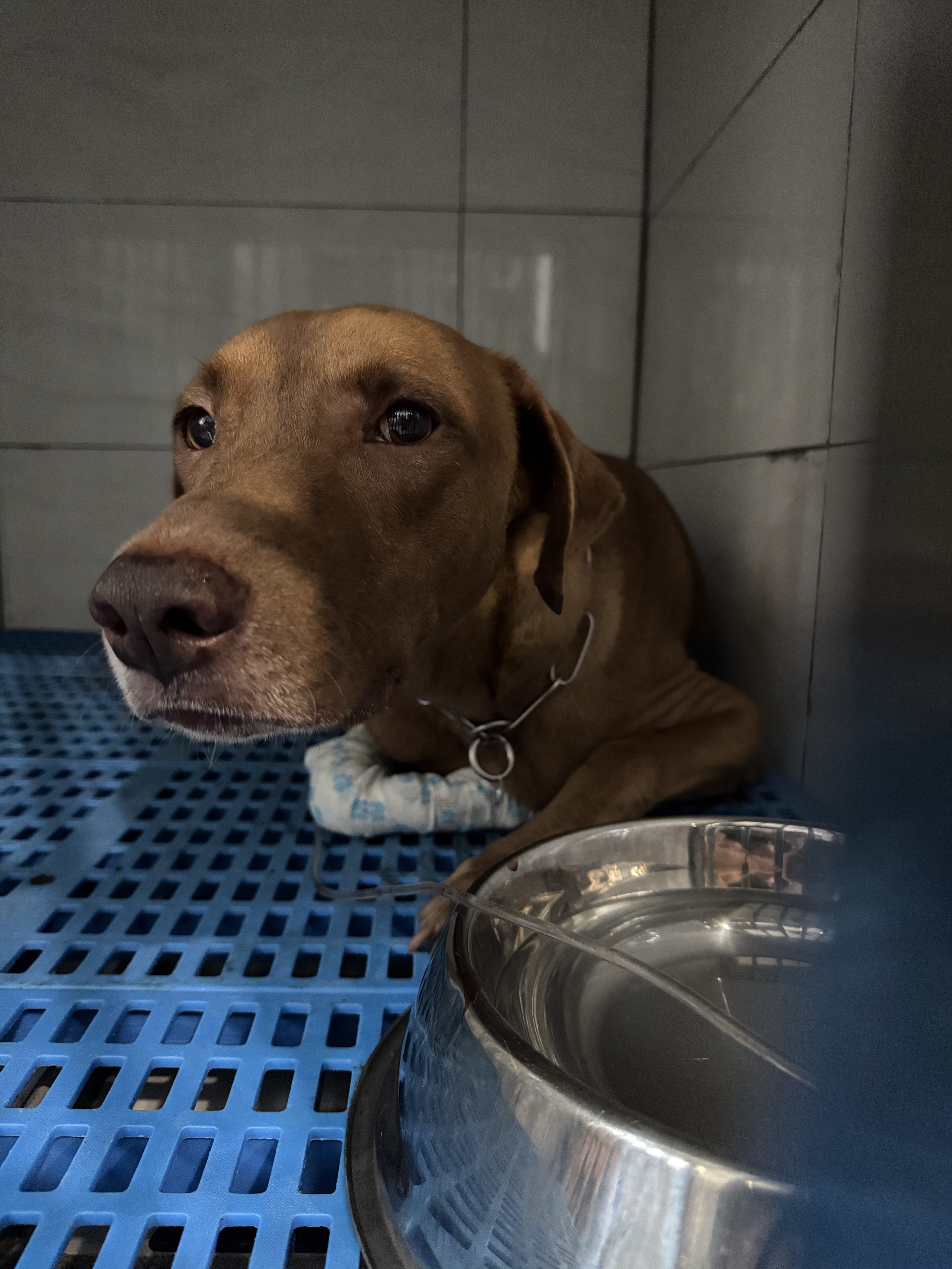 The Blueprint Doesn’t Match the Build: An Open Letter on Animal Cruelty in Malaysia